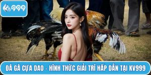 Đá gà cựa dao