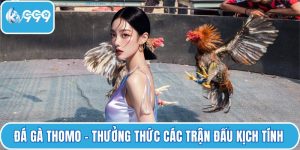 Đá gà Thomo