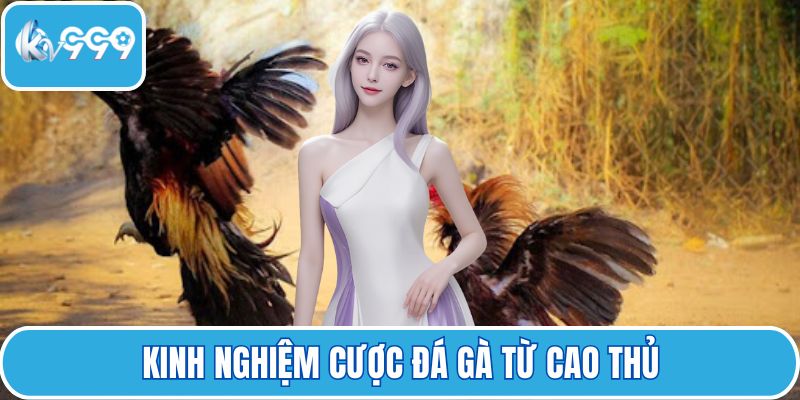 Kinh nghiệm cược đá gà từ cao thủ