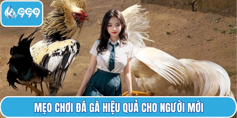 Mẹo chơi đá gà hiệu quả cho người mới