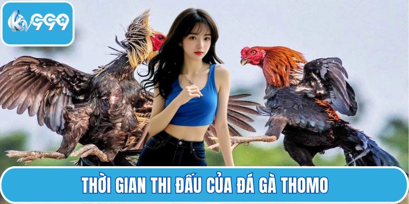 Thời gian thi đấu của đá gà Thomo